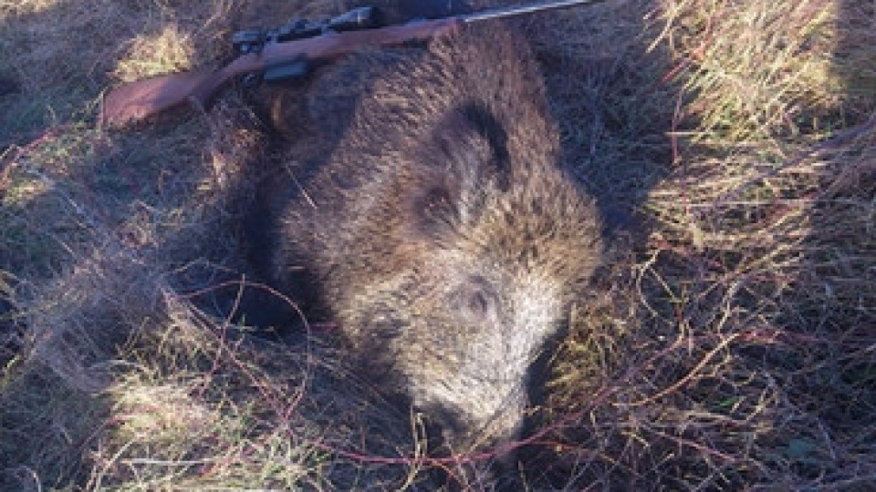 Заловиха бракониер на дива свиня край Сандански