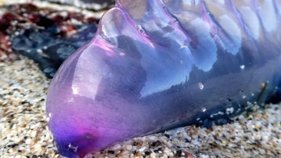 Смъртоносни същества, наподобяващи медузи, по британските плажове