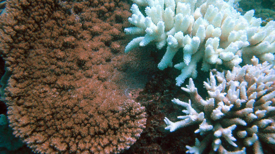 Малки пухкави облаци могат да помогнат за спасяването на коралите в Големия бариерен риф
