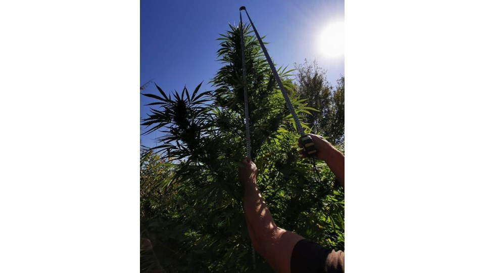 Хванаха 35-годишен бургазлия докато бере реколта от канабисова нива край Камено (Снимки)