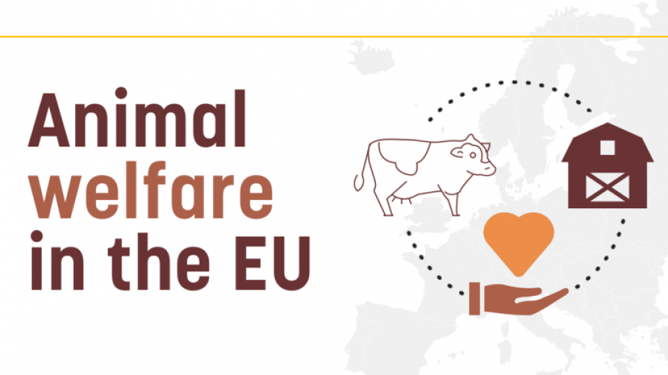 ЕП е загрижена за хуманното отношение към животните, изнасяни у нас от ЕС