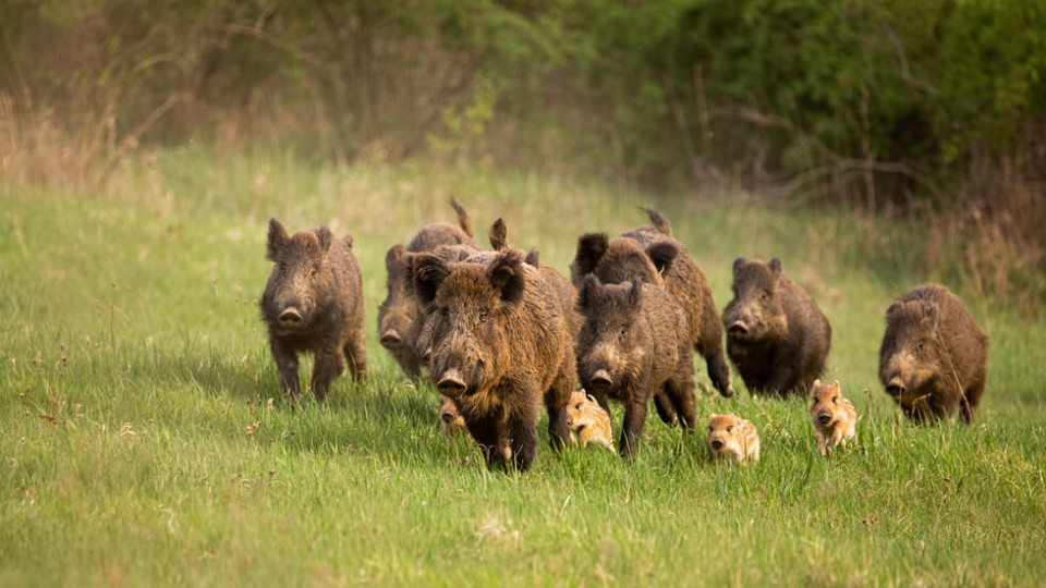 Груповият лов на дива свиня – не повече от два дни седмично