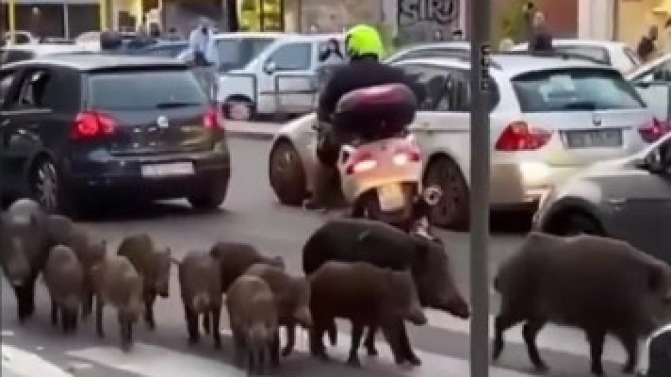 Диви свине по улиците на Рим (видео)