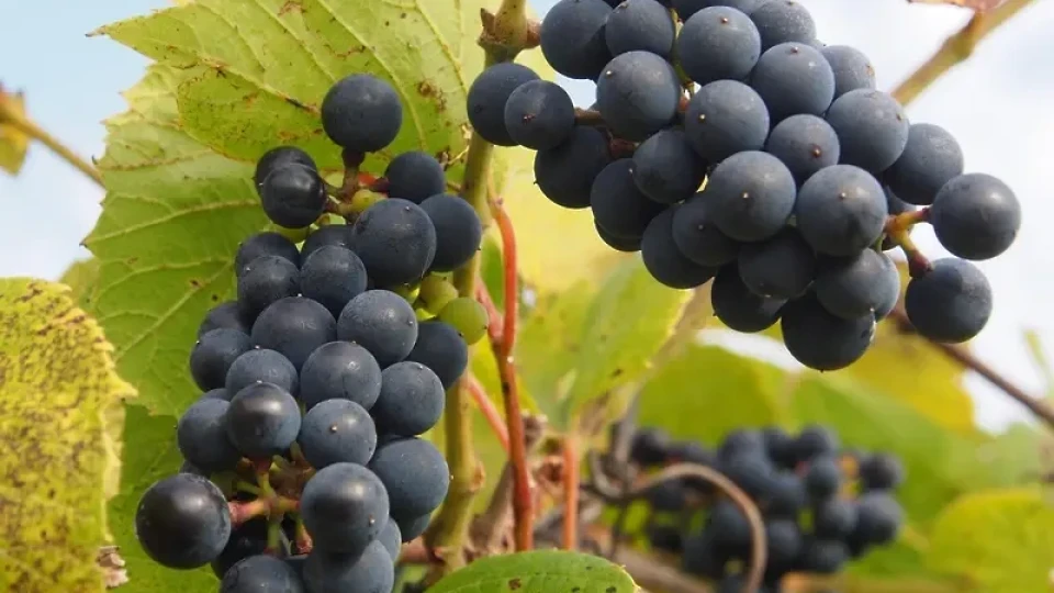 Обвиняват осем души за експлоатиране на наши гроздоберачи във Франция