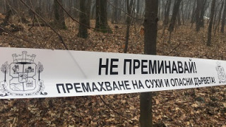 Премахват изсъхнали дървета и ги заменят с нови видове във Велико Търново
