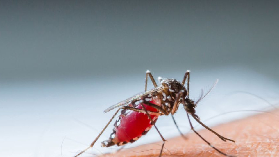 Учени откриха устойчива на лекарства форма на малария в Африка