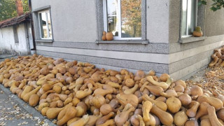 Тикви заринаха село на 60 км от Пловдив, народът пълни багажници (снимки)