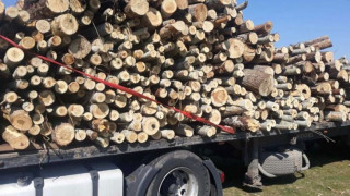 Започнаха доставките на дърва за огрев в Североизточна България