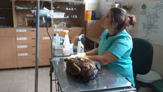 Царски орел е прострелян край Ямбол от бракониери