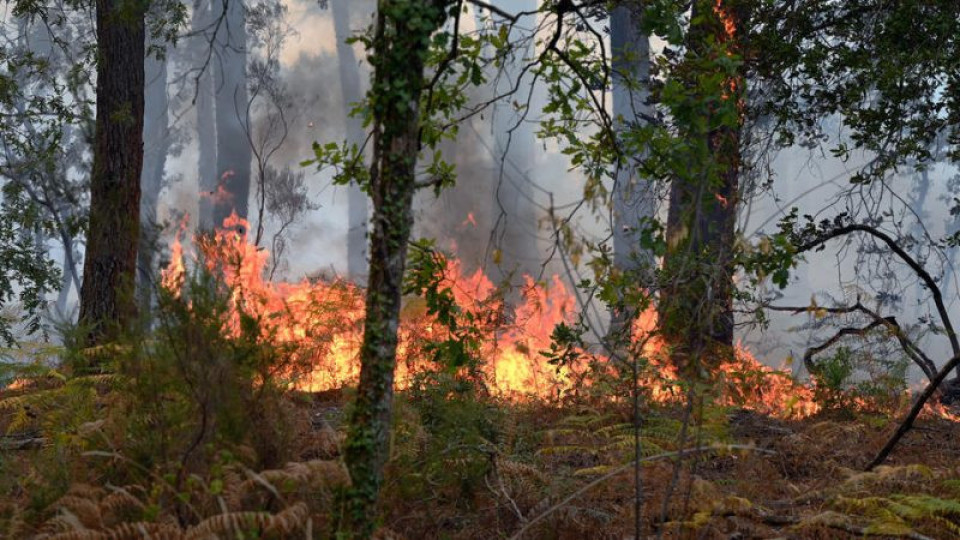 Пожарите в северното полукълбо са причинили рекордни въглеродни емисии