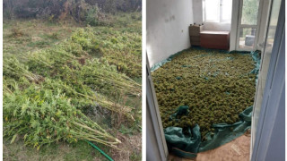 Пипнаха наркофермер, докато прибира реколтата от канабис край Арбанаси