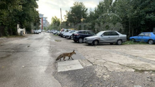 Бум на лисици в София: Опасни ли са и как да реагираме, ако ги видим