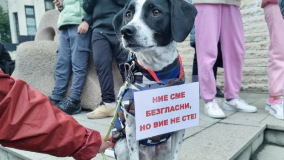 Поредни протести срещу насилието над животни в София и Варна
