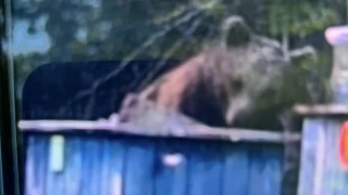 Гладно мече нападна кошерите на пчелар край Шумен