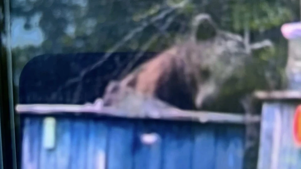 Гладно мече нападна кошерите на пчелар край Шумен