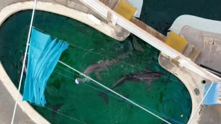 Откриха живи делфини в изоставен увеселителен парк във Флорида