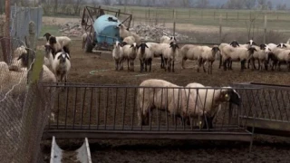 Откриха огнище на шарка по овцете и козите в бургаско село
