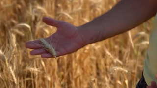 Какво ще ядем: Мартенският студ съсипа зърнените култури