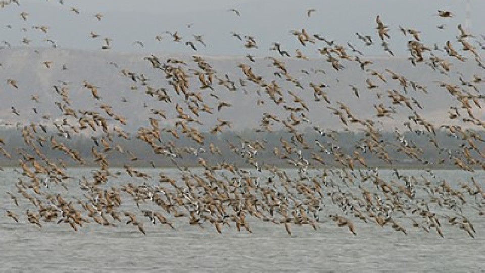 “The Greens” Received 43 Million Levs to Count Vultures, Falcons, Eagles, Pelicans, and Red-Breasted Geese