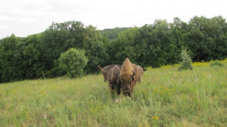 Бейбибум при зубрите в Лудогорието