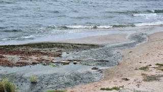 Над 170 петна от нефт в Черно море. Какви са рисковете за природата?
