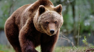 Мечка стръвница влезе в манастира „Свети Спас“ край Сопот