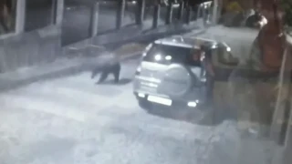 Нова поява на мечка в Карлово: Жители притеснени, експерти предупреждават да не се хранят дивите животни