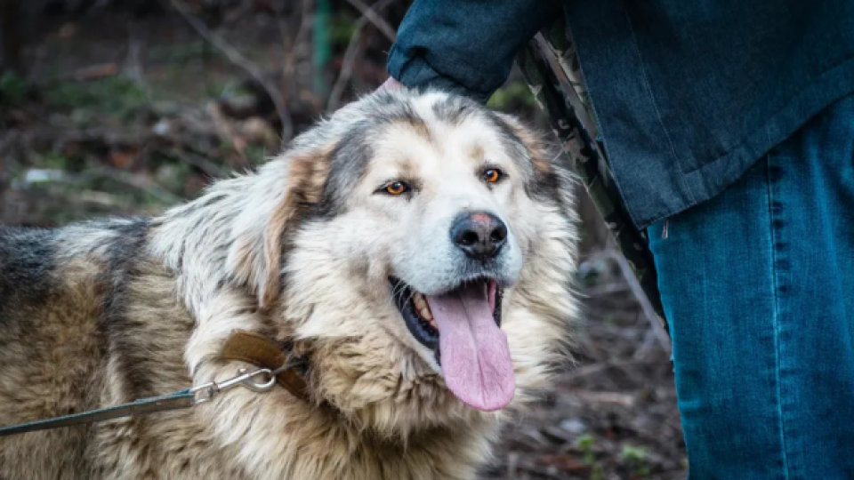 Агресивно куче алабай тормози жителите на столичния кв. „Драгалевци“
