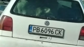 Натъпкаха теленца в малък хечбек ВИДЕО