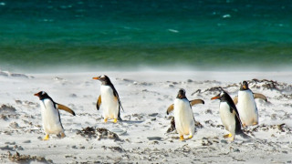 Учени: Африканските пингвини са изправени пред глад и изчезване