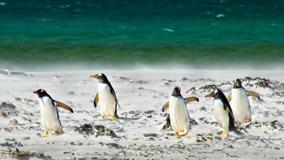 Учени: Африканските пингвини са изправени пред глад и изчезване