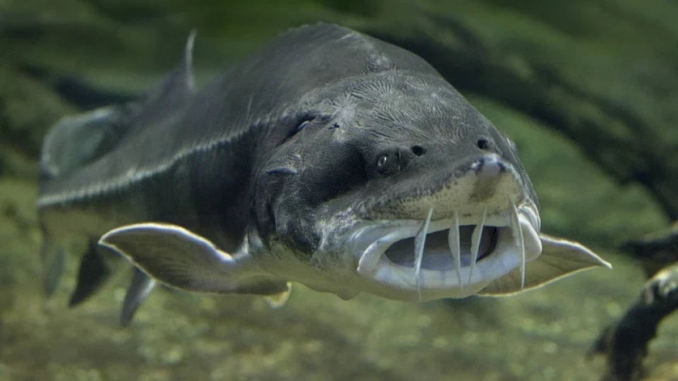 Край на улова на един вид риби в България, забраната вече е окончателна!