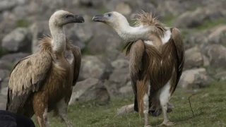 Когато природата среща изкуството