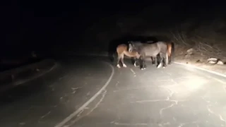 Безстопанствени коне се разхождат по Троянския проход