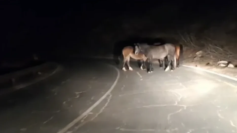 Безстопанствени коне се разхождат по Троянския проход