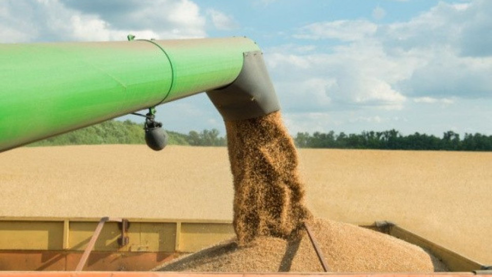 Как внос от чужбина подбива цените на зърното в България