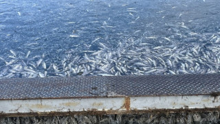 Прокуратурата повдигна обвинения на мъж за унищожаване на 1,5 тона риба на стойност 582 хил. евро