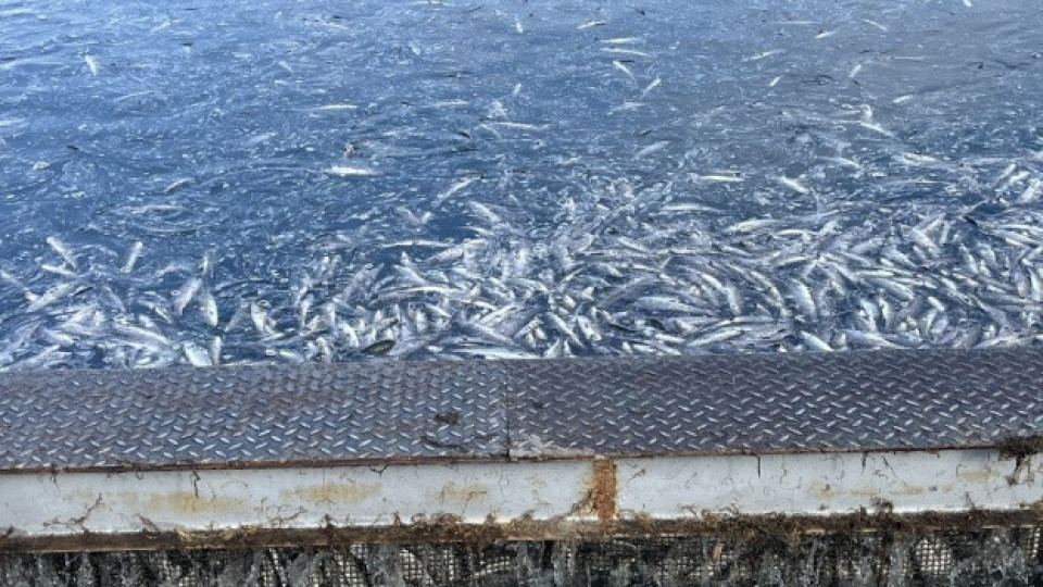 Прокуратурата повдигна обвинения на мъж за унищожаване на 1,5 тона риба на стойност 582 хил. евро