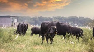 Ще убием ли сега шест невинни македонски говеда?