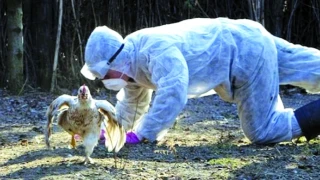 Опасен щам на птичи грип вече е в Европа