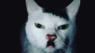 Глобиха руснак, публикувал снимка на котка, приличаща на... Хитлер