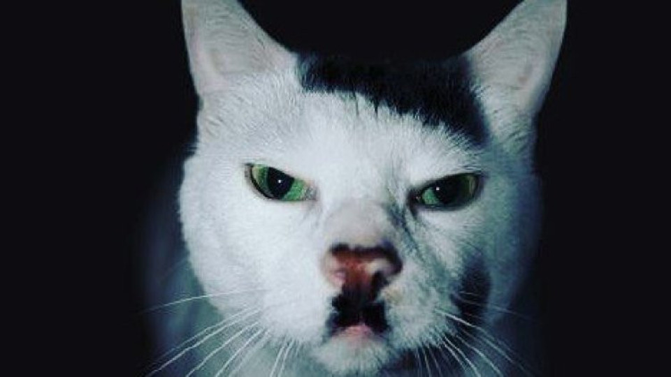 Глобиха руснак, публикувал снимка на котка, приличаща на... Хитлер