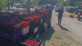 Кюстендилската череша тръгва към пазара по 0.80 цента за кило