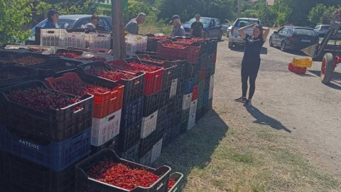 Кюстендилската череша тръгва към пазара по 0.80 цента за кило