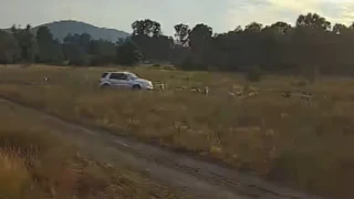 Мъж се ядоса на стадо пасящи овце, уби четири от тях (ВИДЕО)