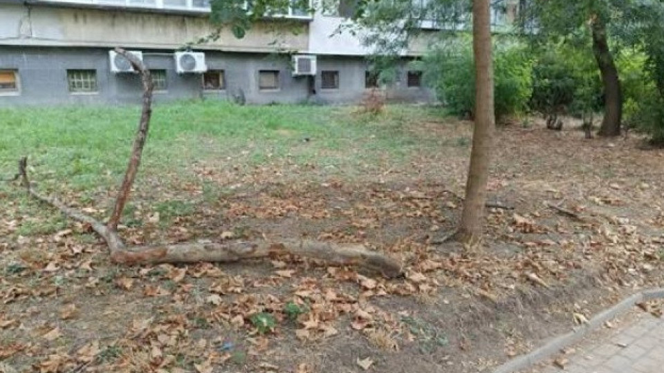 Майката на детето, ударено от клон във Варна, ще съди общината