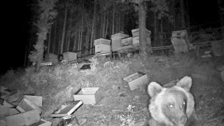 Две мечки нападнаха палатка с туристи в гората край софийското село Локорско