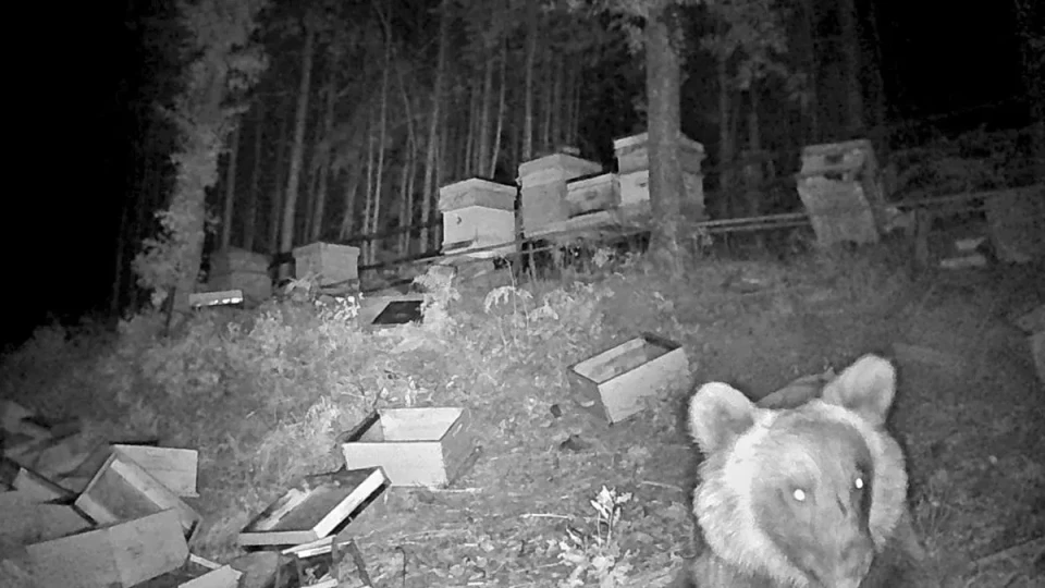 Две мечки нападнаха палатка с туристи в гората край софийското село Локорско